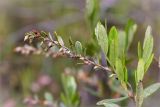 Chamaedaphne calyculata. Верхушка отцветшего растения. Ленинградская обл., Лужский р-н, окр. дер. Сяберо, окраина болота Машутинский Мох. 07.06.2014.