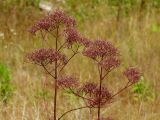 Valeriana officinalis