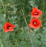 Papaver rhoeas