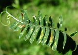 Vicia cracca. Лист с поражениями. Краснодарский край, Сочи, окр. Адлера, луг. 29.06.2015.