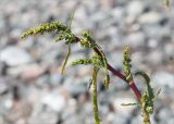 Rumex pseudonatronatus. Верхушка побега с соцветиями в бутонах. Кольский п-ов, Кандалакшский берег Белого моря, каменистая коса. 24.06.2015.