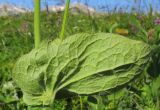 Doronicum macrophyllum