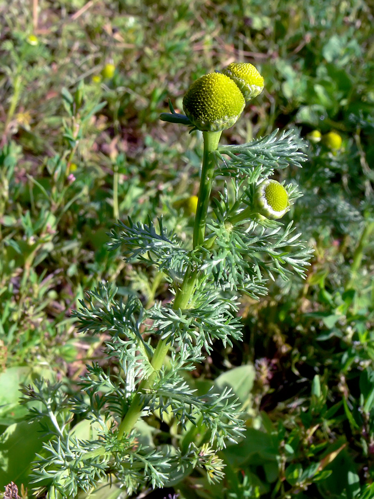 Изображение особи Matricaria discoidea.