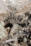 Artemisia rutifolia. Обнажённая прикорневая часть отмирающего растения. Южный Казахстан, горы Алатау (Даубаба), северный гребень вершины 1734, высота ~1500 м н.у.м. 16.07.2014.