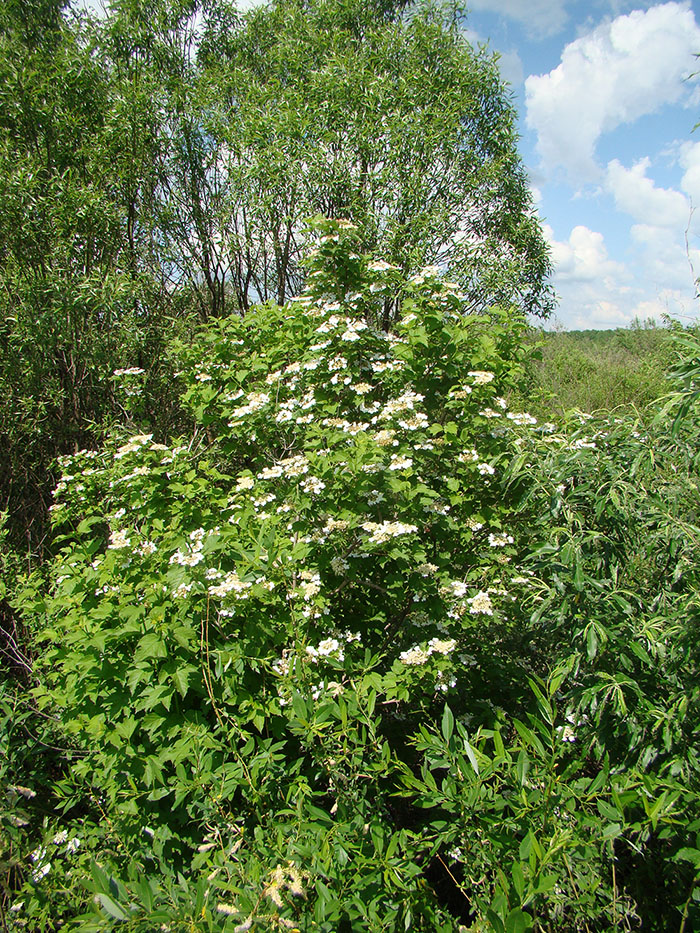 Изображение особи Viburnum opulus.