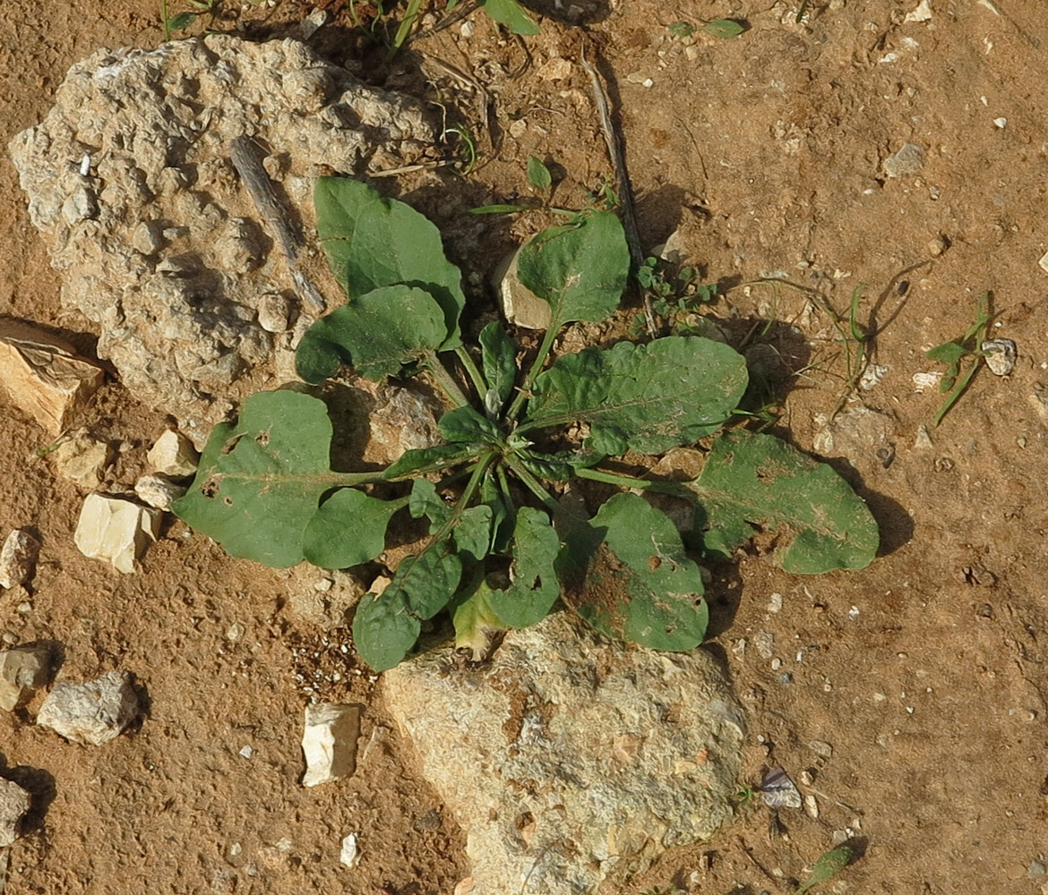 Изображение особи Rumex spinosus.