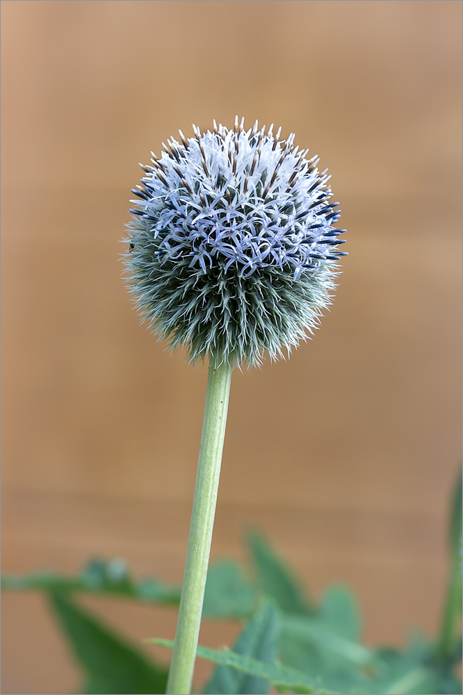 Изображение особи Echinops exaltatus.