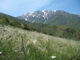 Stipa lessingiana. Аспект плодоносящих растений. Южный Казахстан, Таласский Алатау, запов. Аксу-Жабаглы, ур. Кызылжар, выс. 1650 м н.у.м. 6 июня 2016 г.