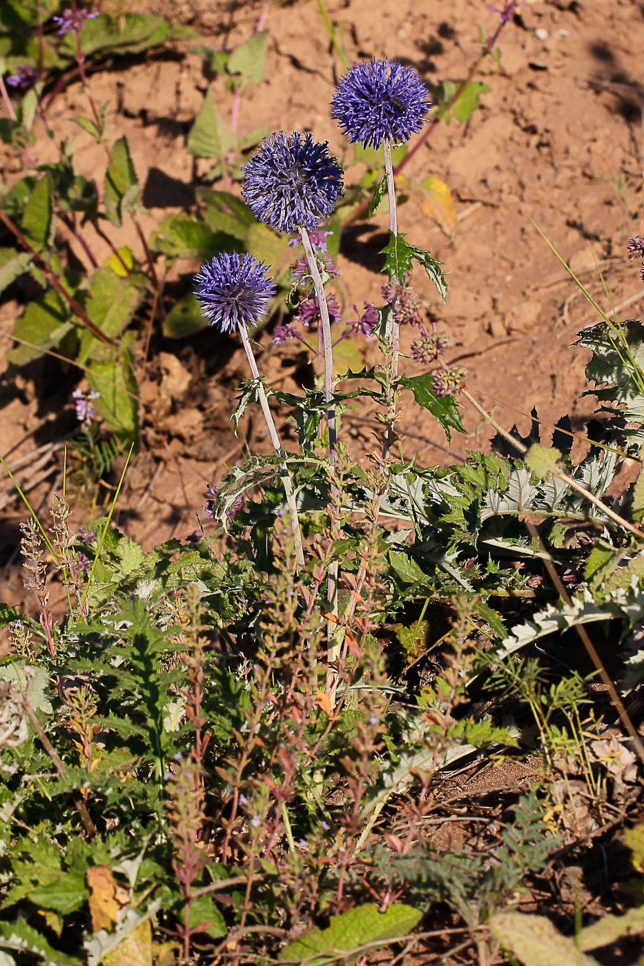 Image of Echinops tataricus specimen.