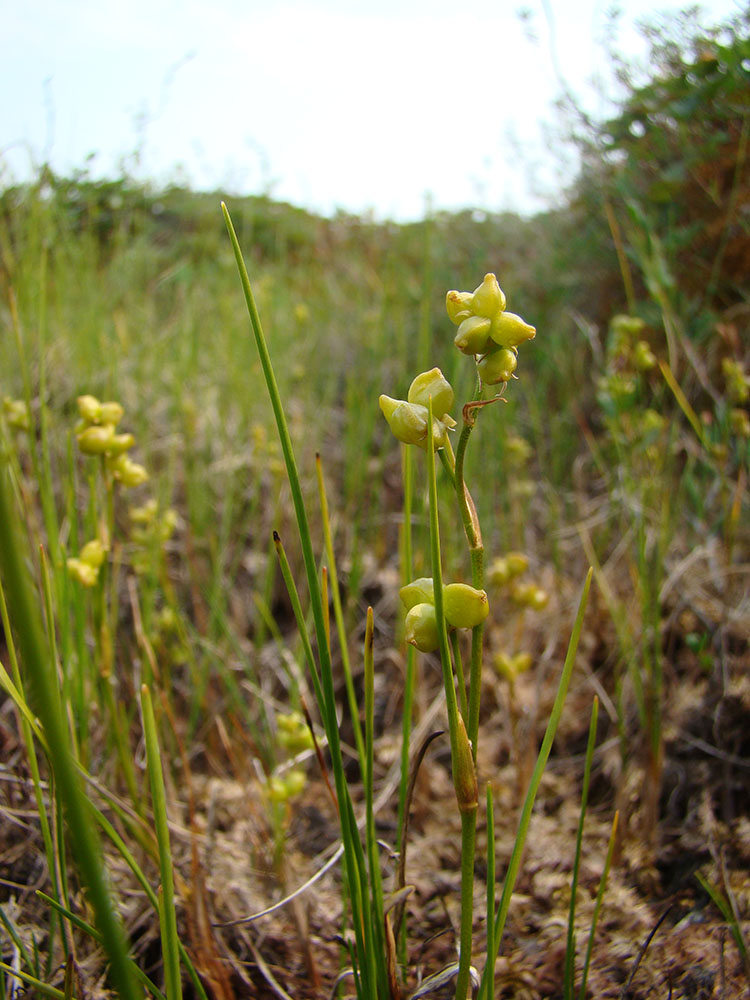 Изображение особи Scheuchzeria palustris.