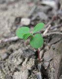 род Euphorbia. Ювенильное растение. Краснодарский край, Абинский р-н, станица Холмская, берег р. Хабль. 30.08.2016.