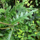 Cirsium maackii