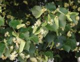 Tilia cordata. Часть ветви с цветками. Польша, Варшава. 27.06.2009.