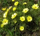 Adonis volgensis