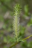 Salix myrsinifolia. Гинекандрическое соцветие. Кировская обл., окр. г. Кирово-Чепецк, долина р. Вятка, зарастающая лиственным мелколесьем. 29.05.2017.