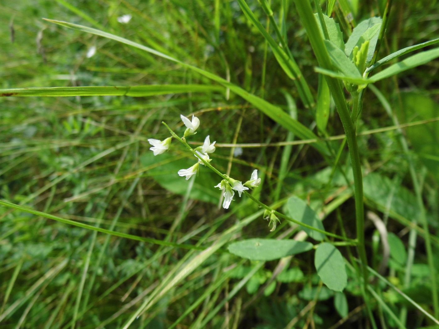 Изображение особи Melilotus albus.