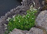 Spiraea flexuosa