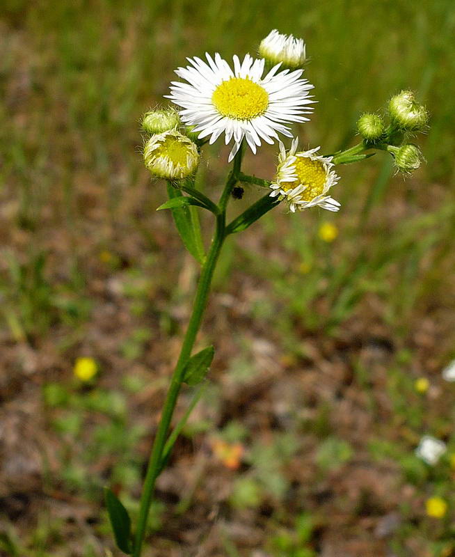 Изображение особи Erigeron annuus.