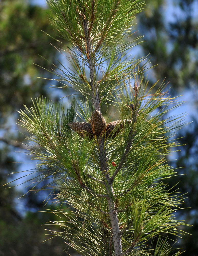 Изображение особи Pinus pityusa.