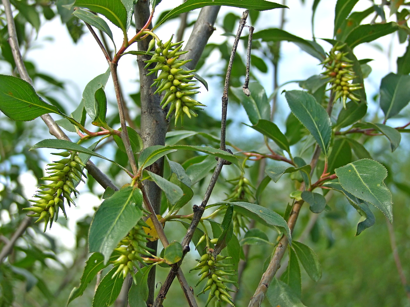 Изображение особи Salix pseudopentandra.