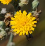 Pilosella procera