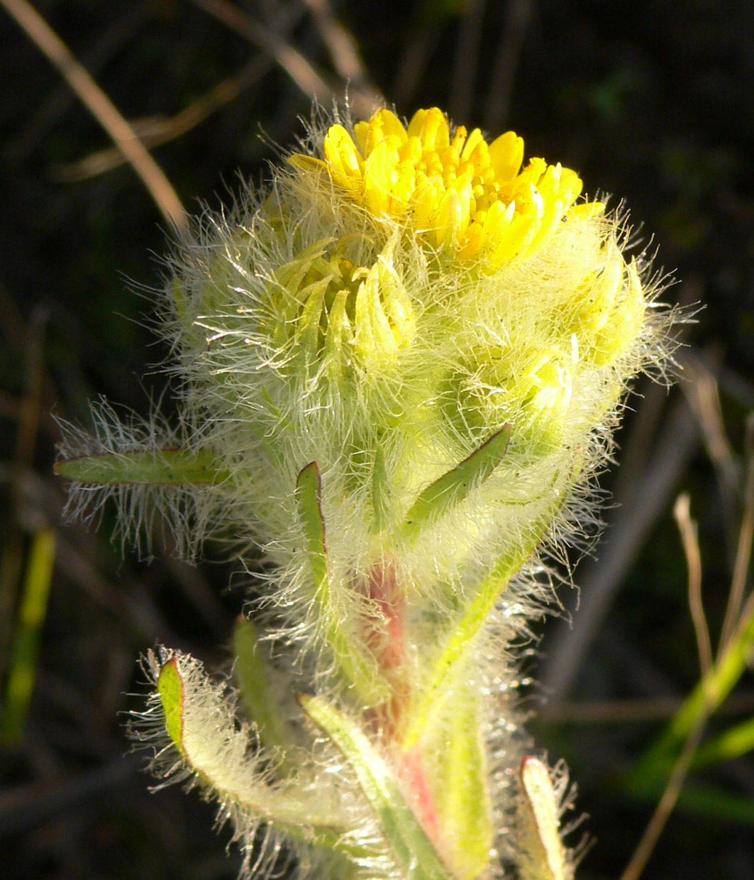 Изображение особи Tephroseris palustris.