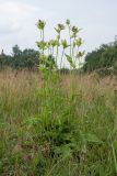 Cirsium oleraceum