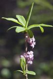 Daphne mezereum