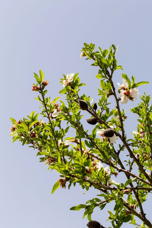 Изображение особи Amygdalus communis.