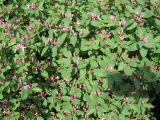 Lonicera tatarica. Ветви с распускающимися цветками. Мурманск, сквер по улице Воровского (район площади Пять Углов). 06.07.2010.