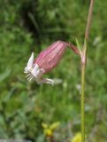 Silene turgida