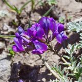 Oxytropis humifusa. Соцветие. Кыргызстан, Чуйская обл., Панфиловский р-н, вост. часть Таласского Алатау, пер. Алабель, ≈ 3200 м н.у.м., альпийский луг. 15.07.2019.