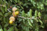 Quercus coccifera. Верхушка ветки с плодами. Израиль, Шарон, г. Тель-Авив, ботанический сад университета. 22.10.2018.