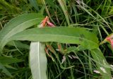 Persicaria amphibia. Листья. Тверская обл., Весьегонский р-н, с. Чистая Дуброва, задернённый край картофельника. 25 июля 2020 г.