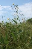 Sonchus arvensis ssp. uliginosus