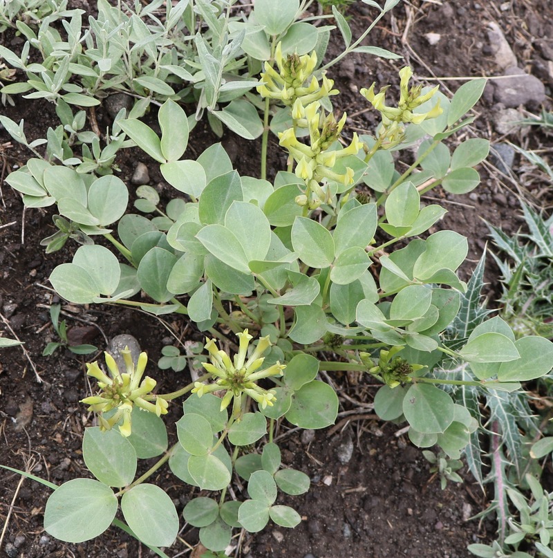 Изображение особи Astragalus candolleanus.