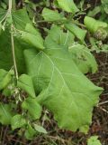 Arctium minus