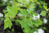 Physocarpus ribesifolia. Побег. Приморский край, окр. г. Дальнегорск, на скалах. 10.06.2022.