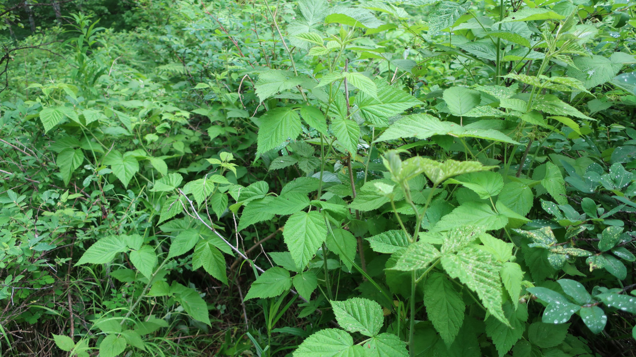 Изображение особи Rubus matsumuranus.