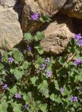 genus Erodium. Верхушки цветущих и плодоносящих растений. Испания, автономное сообщество Каталония, провинция Жирона, комарка Баш Эмпорда, муниципалитет Паламос, арх. раскопки иберийского поселения, у каменной кладки. 10.04.2024.