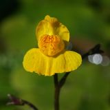 Utricularia australis. Цветок. Республика Татарстан, Зеленодольский р-н, памятник природы \"Ильинская балка\". 22.07.2011.