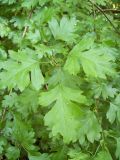 Crataegus rhipidophylla