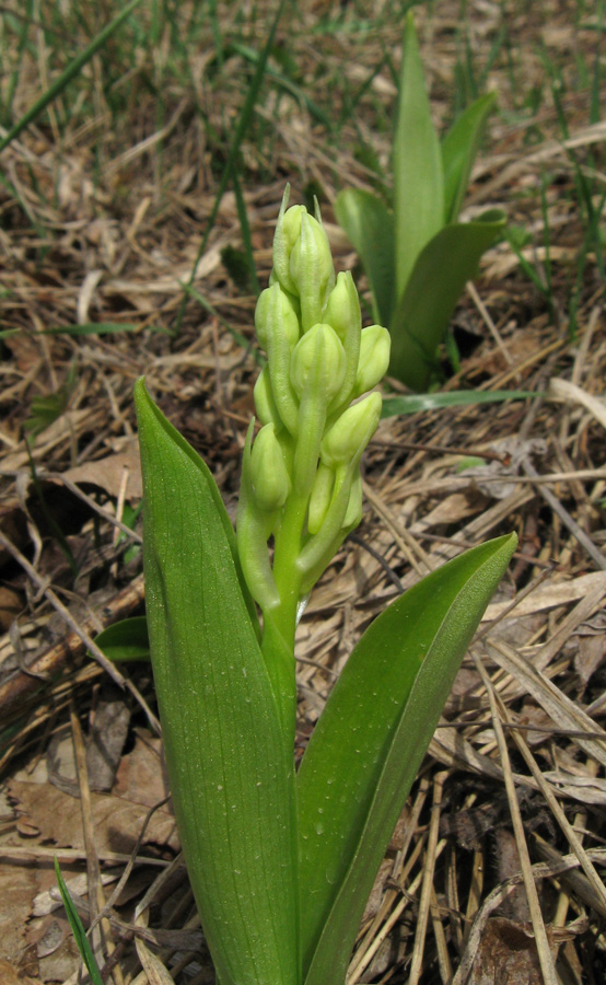 Изображение особи Orchis pallens.