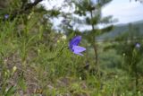 Platycodon grandiflorus