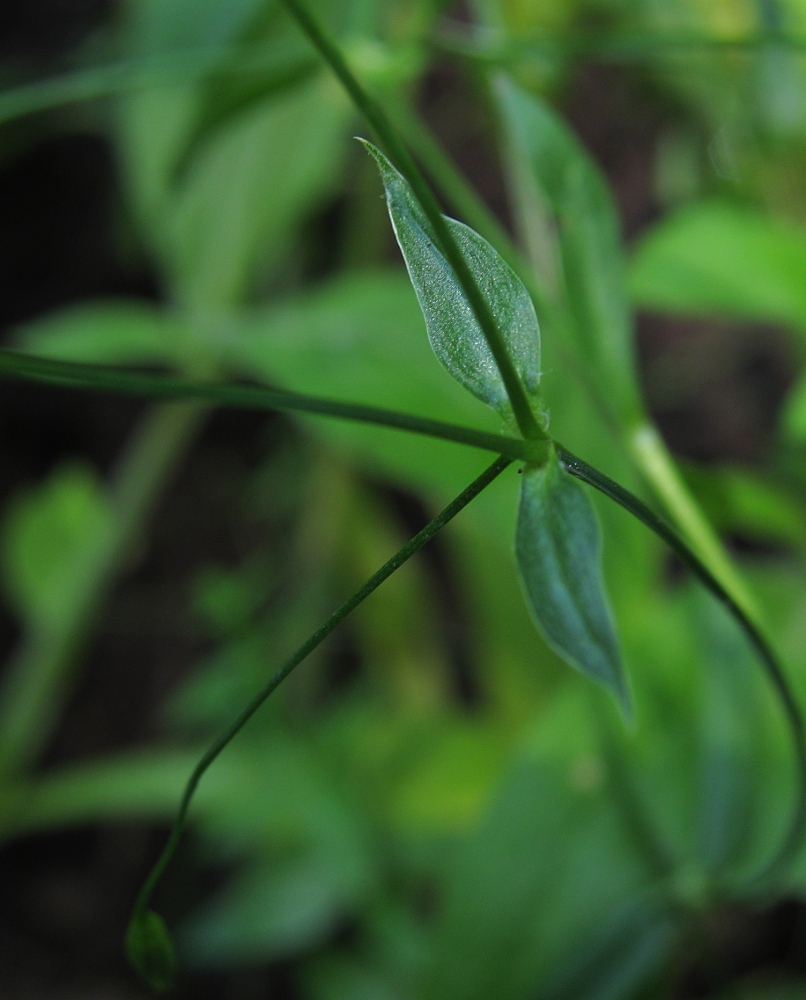 Изображение особи Stellaria graminea.