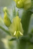 Astragalus sieversianus