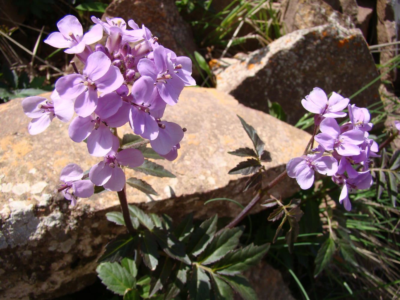 Изображение особи Cardamine tangutorum.