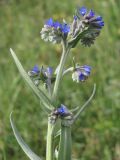 Anchusa leptophylla