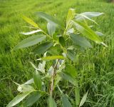 Salix × meyeriana. Ветвь с молодыми побегами. Московская обл., Лотошинский р-н, окр. дер. Савостино. 25.05.2013.