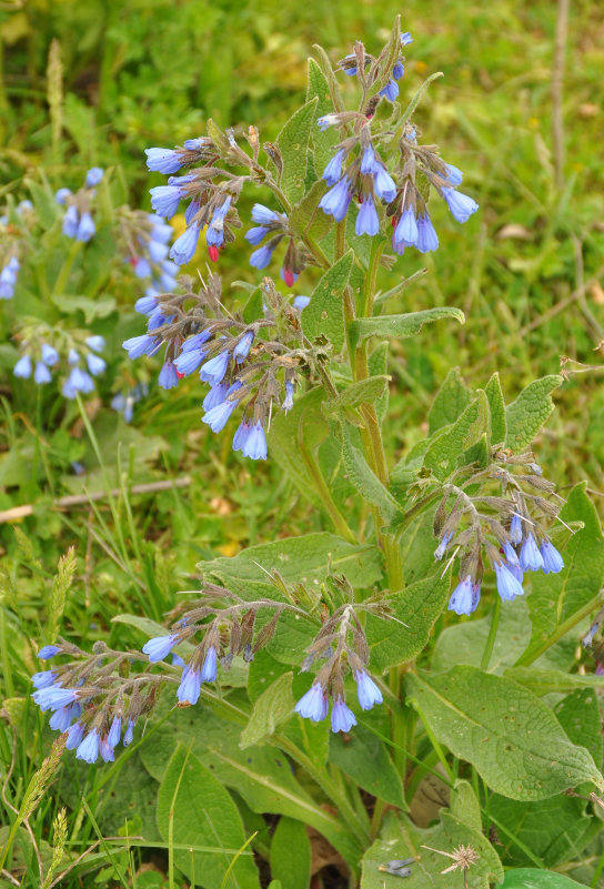 Изображение особи Symphytum caucasicum.